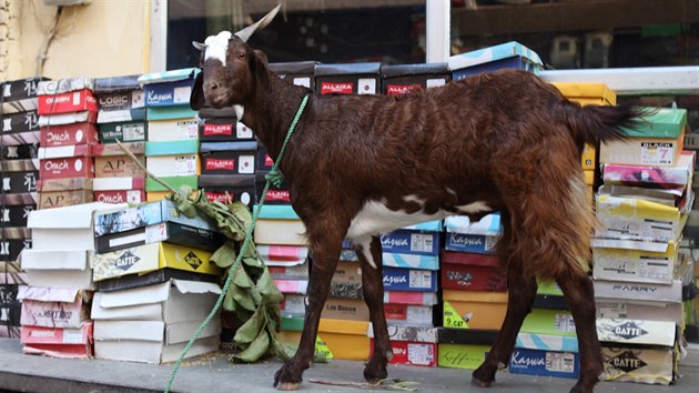 V Indii potkáte kozy na každém kroku, tøeba tahle hlídá obchod s obuví.