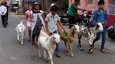 Dìti vedou kozy na pastvu. V Èesku dávná minulost, v Indii stále bìžný jev.