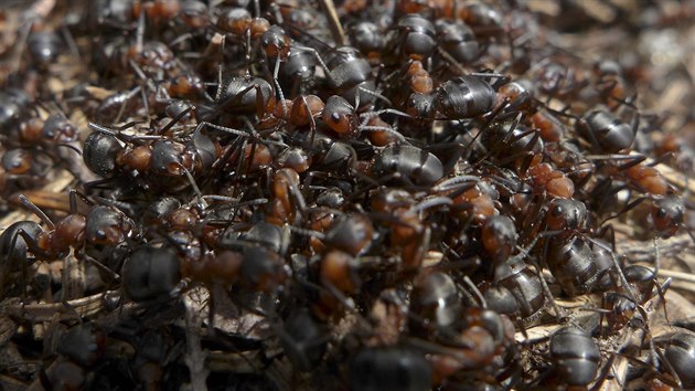 Když se setká více mravencù, podle pachu poznají, kdo z jakého mraveništì...