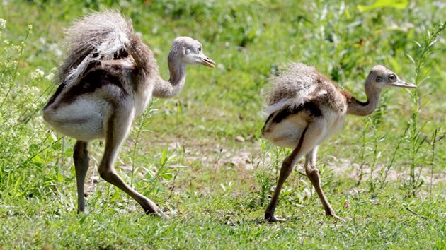 Mláïata nandu pampových v plzeòské zoologické zahradì.