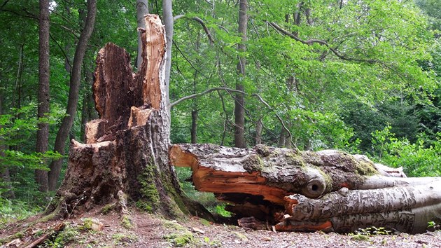 Poslední památný strom z unikátní skupiny ètyø Lipovských bukù poblíž Seèe na...