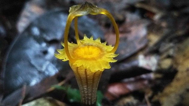 Hvìzdnatka kelabitská - Thismia kelabitiana - novì objevená rostlina z Bornea,...