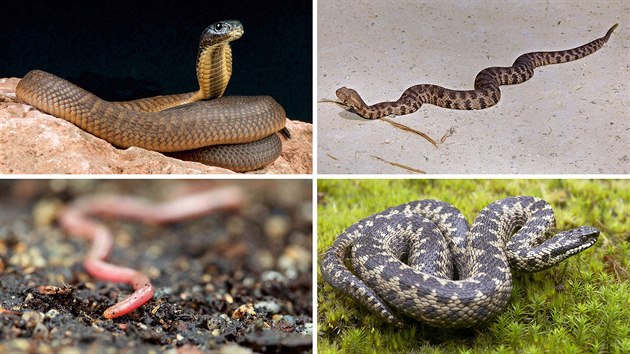 Kobra egyptská (Naja haje), zmije levantská (Macrovipera lebetina), slepák nažloutlý (Xerotyphlops vermicularis) a zmije obecná (Vipera berus)