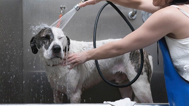 Pøi koupání by se psovi nemìla dostat voda do uší. Pøípadnì mu pøed koupáním dejte do zvukovodu tampony, které hned po koupeli vytáhnete.