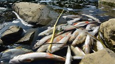 Rybáøi z øeky Beèvy vytáhli ohromné množství mrtvých ryb. (záøí 2020)