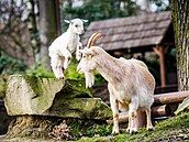 Mládì kozy domácí kamerunské ve volném výbìhu, kde se zvíøata setkávají s...