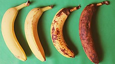 Jak stárnou banány