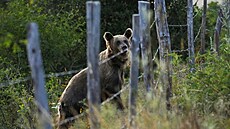 Populace medvìda hnìdého žijícího na Pyrenejském poloostrovì byla kdysi témìø...