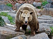 Trojice medvìdù hnìdých v plzeòské zoo se už probrala ze zimního spánku a...