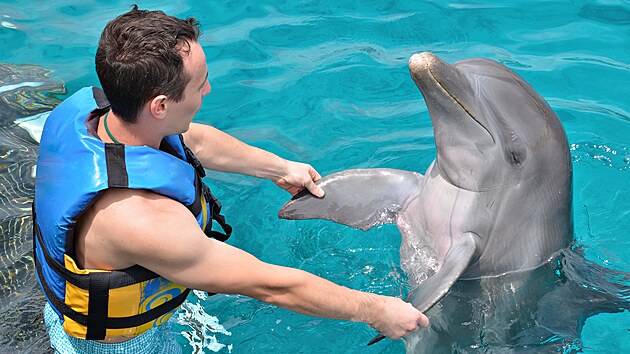 Proplouvání s delfínem. Delfíni jsou pøátelští a komunikativní tvorové, a navíc je jejich prostøedím léèivá voda.