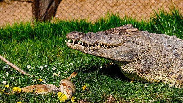 Jaromír Bašta z Klopiny na Šumpersku chová na zahradì svého domu tøímetrového, pøes metrák vážícího krokodýla nilského.