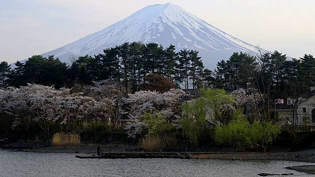 Rozkvetlé tøešnì u jezera Kawaguèi v Japonsku. V pozadí je hora Fudži. (14. dubna 2024)