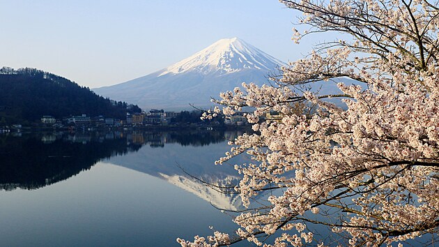 Kvetoucí tøešnì u jezera Kawaguèi v Japonsku(14. dubna 2024)