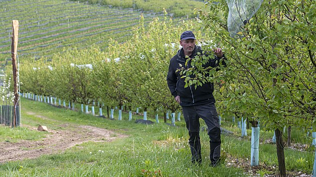 Ovocné sady merunìk v obci Žlutava na Zlínsku ponièil mráz. Na snímku majitel Aleš Marèík. (duben 2024)