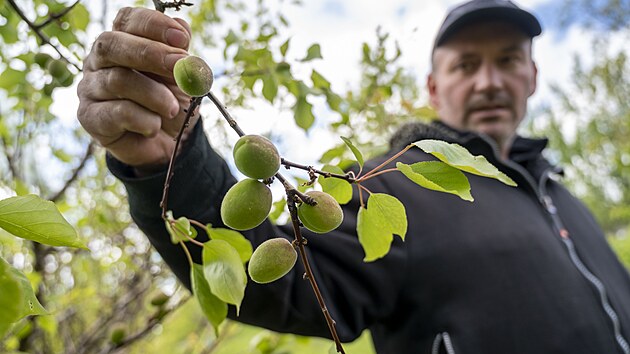 Ovocné sady merunìk v obci Žlutava na Zlínsku ponièil mráz. Na snímku majitel Aleš Marèík. (duben 2024)