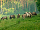 Polští koníci žijí v Roztoczanském národním parku zcela pøirozeným zpùsobem bez...
