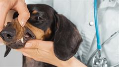 Diagnostika a preventivní péèe pro starší psy a koèky. Jak na ni?