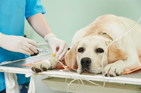 Pes u veterináøe (ilustraèní foto)