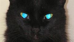 Zeptali jsme se vìdcù: Proè má koèka na fotkách s bleskem tyrkysové oèi?